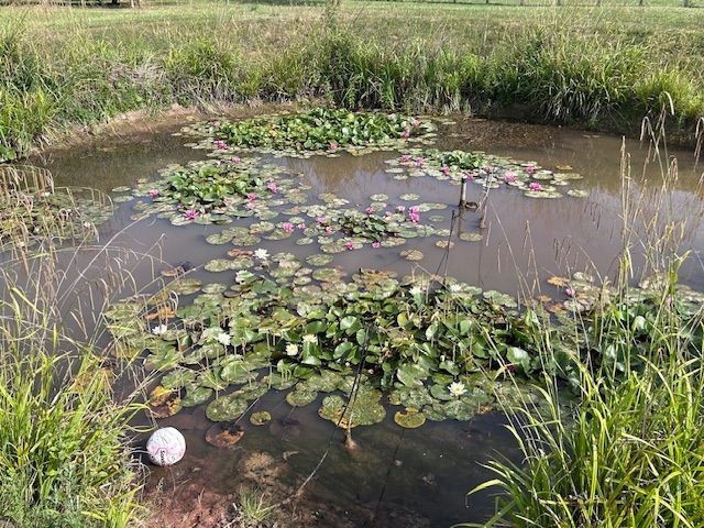 Small pond with lily pads and reeds in a grassy wetland.