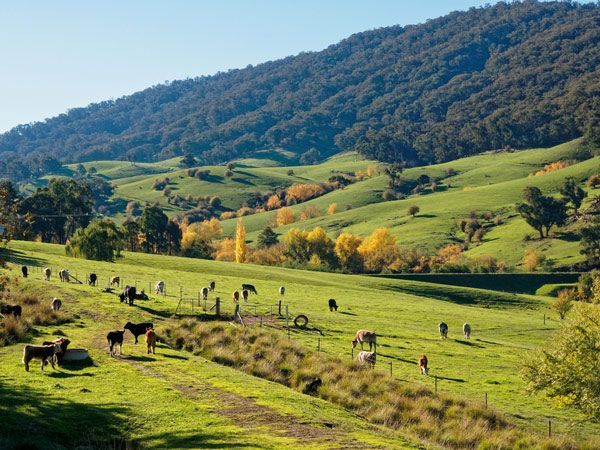 A Herd of Cows Grazing in a Grassy Field With Mountains in the Background — Matt Loder Constructions in Figtree, NSW