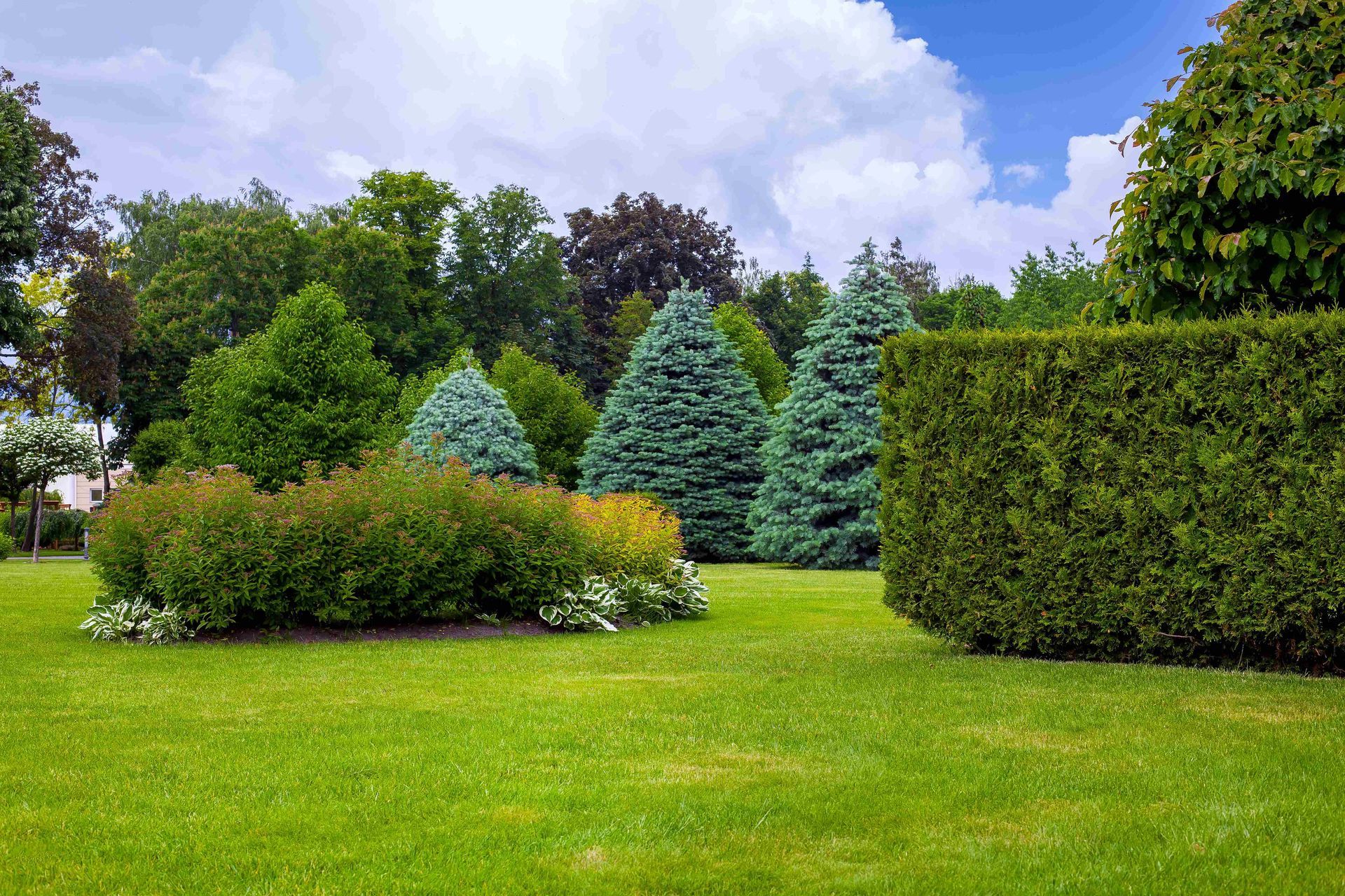 a lush green lawn surrounded by trees and bushes on a sunny day