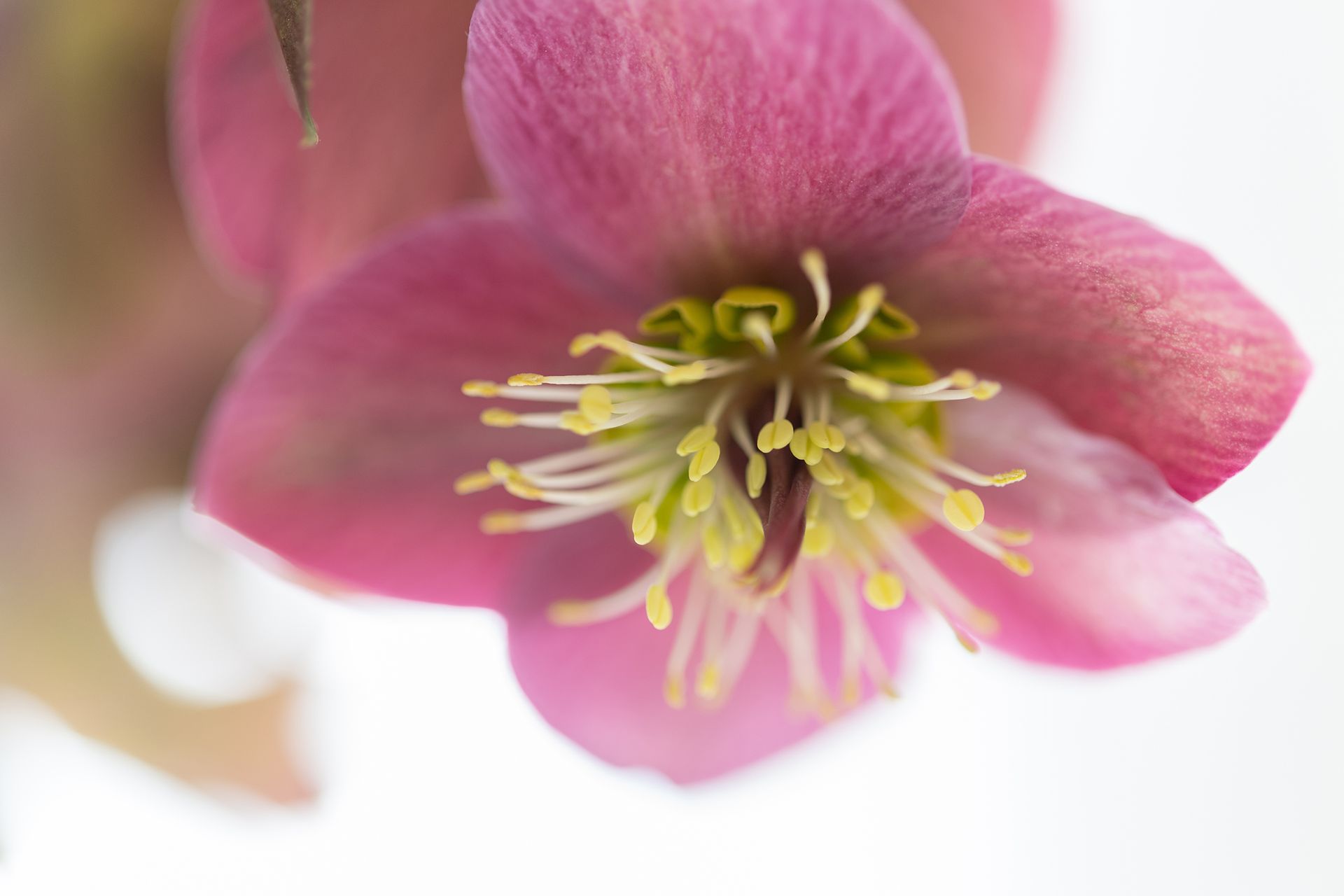 Bild einer rosaroten Blume
