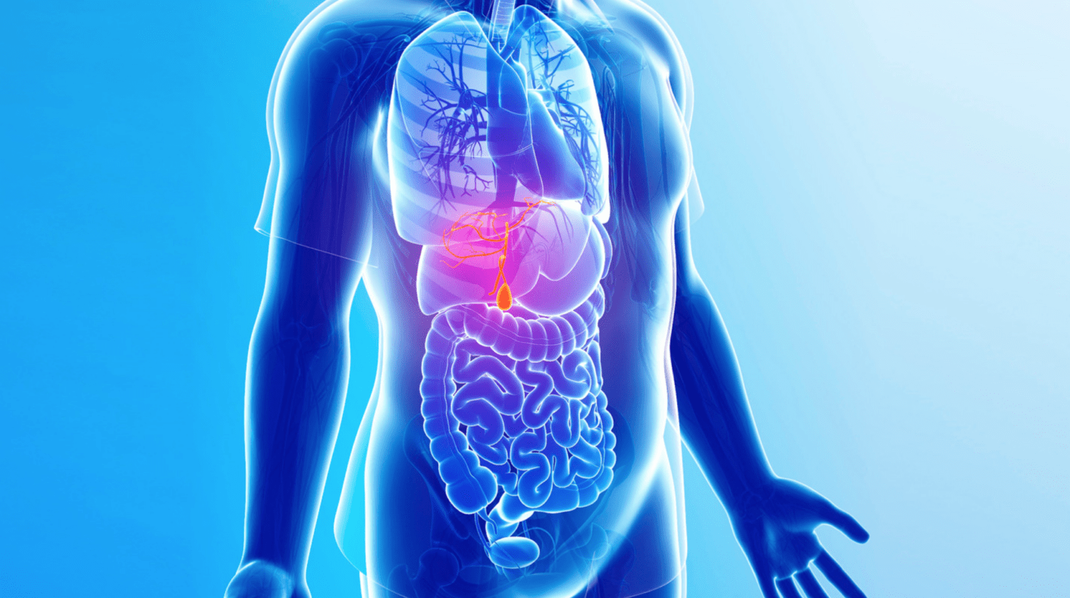 Torso humano com tonalidade azulada, órgãos digestivos em destaque e a região do estômago brilhando 