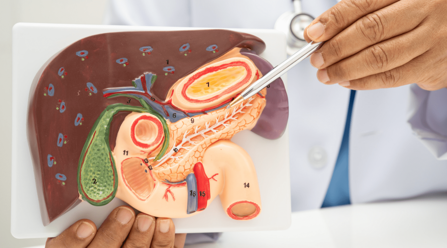 Doctor pointing at a liver anatomy model with a pointer stick in a medical setting