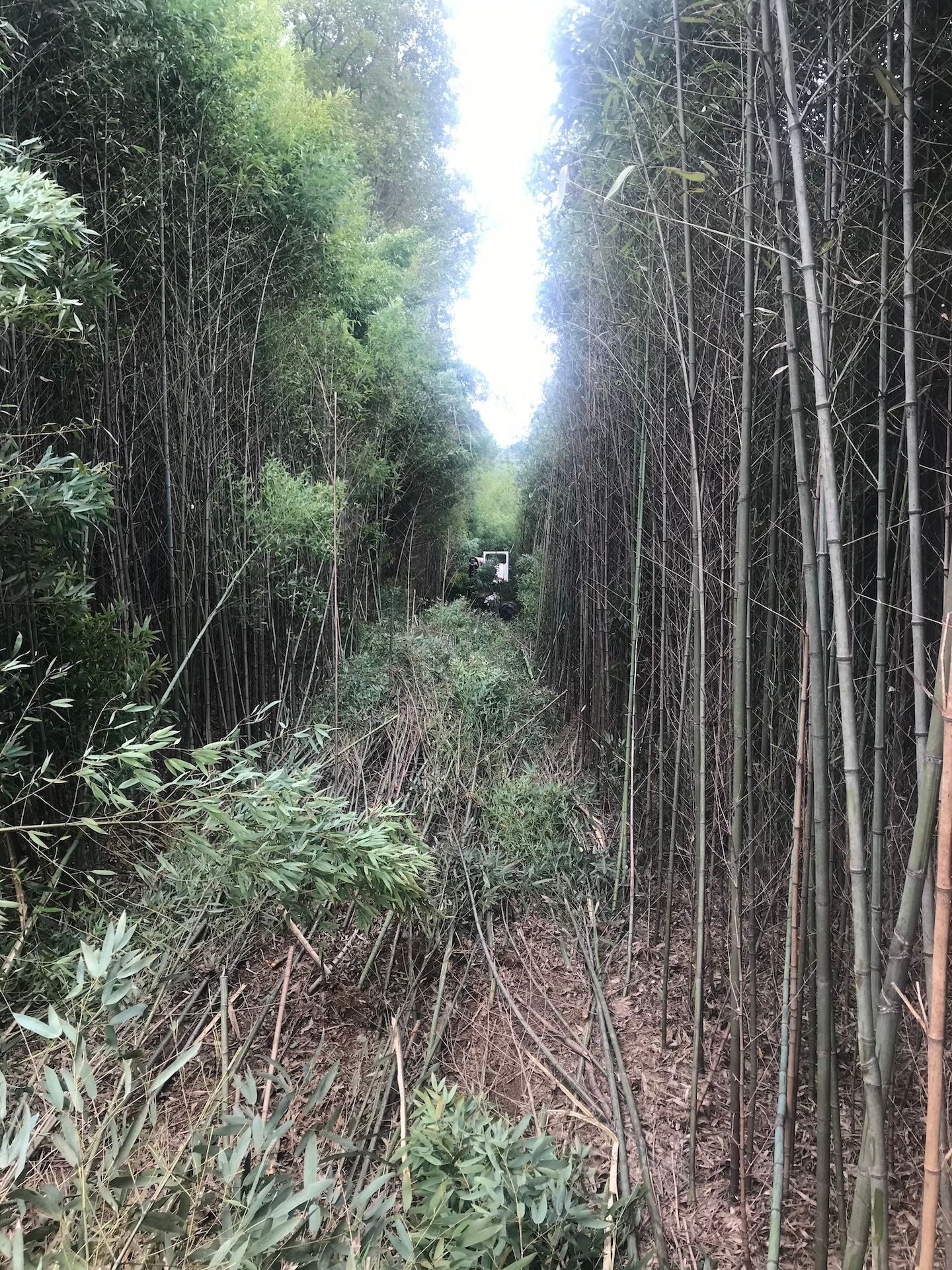 Dense bamboo grove with a narrow overgrown path leading into the distance.