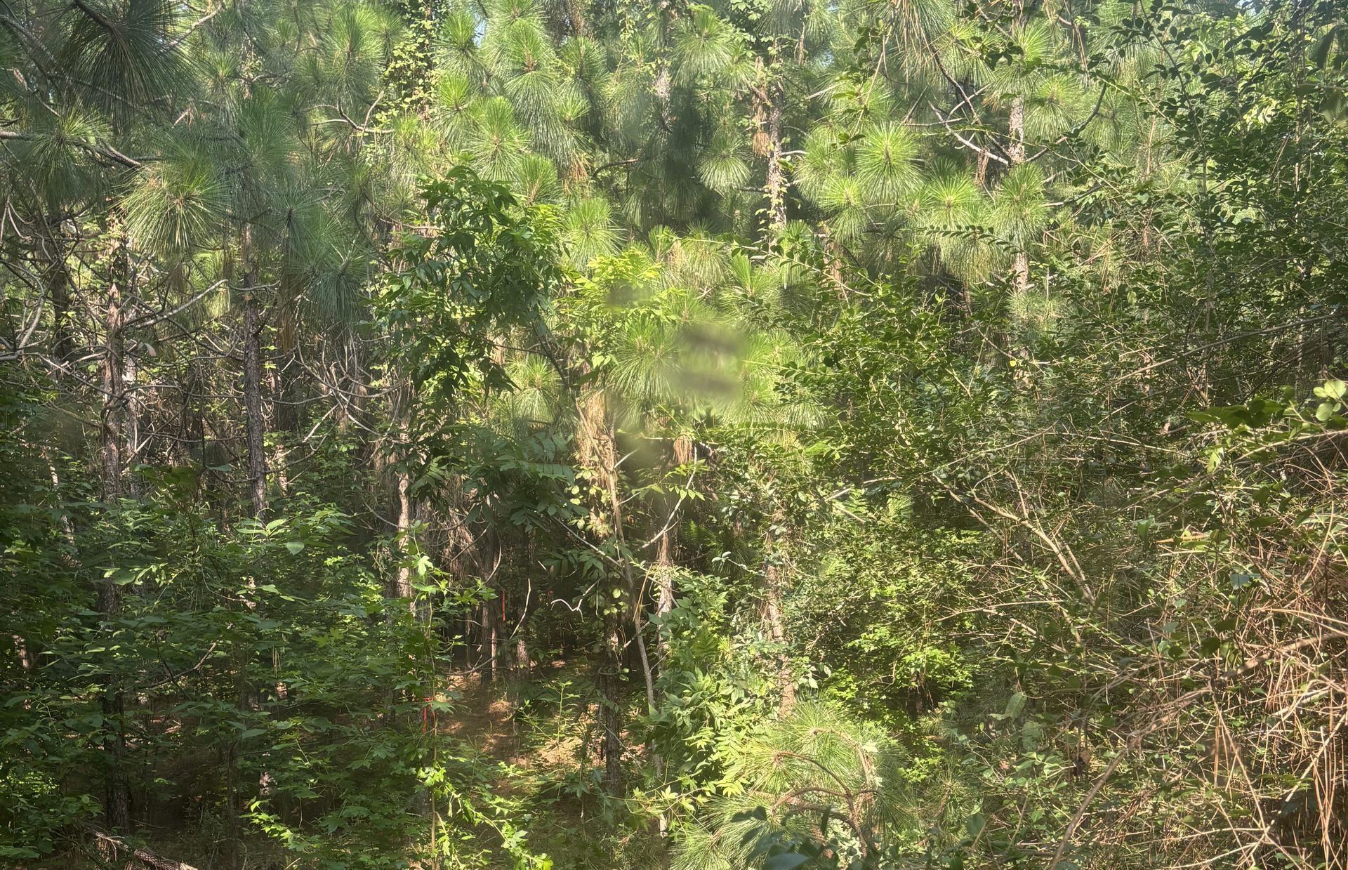 Dense green forest with sunlight filtering through the trees and undergrowth