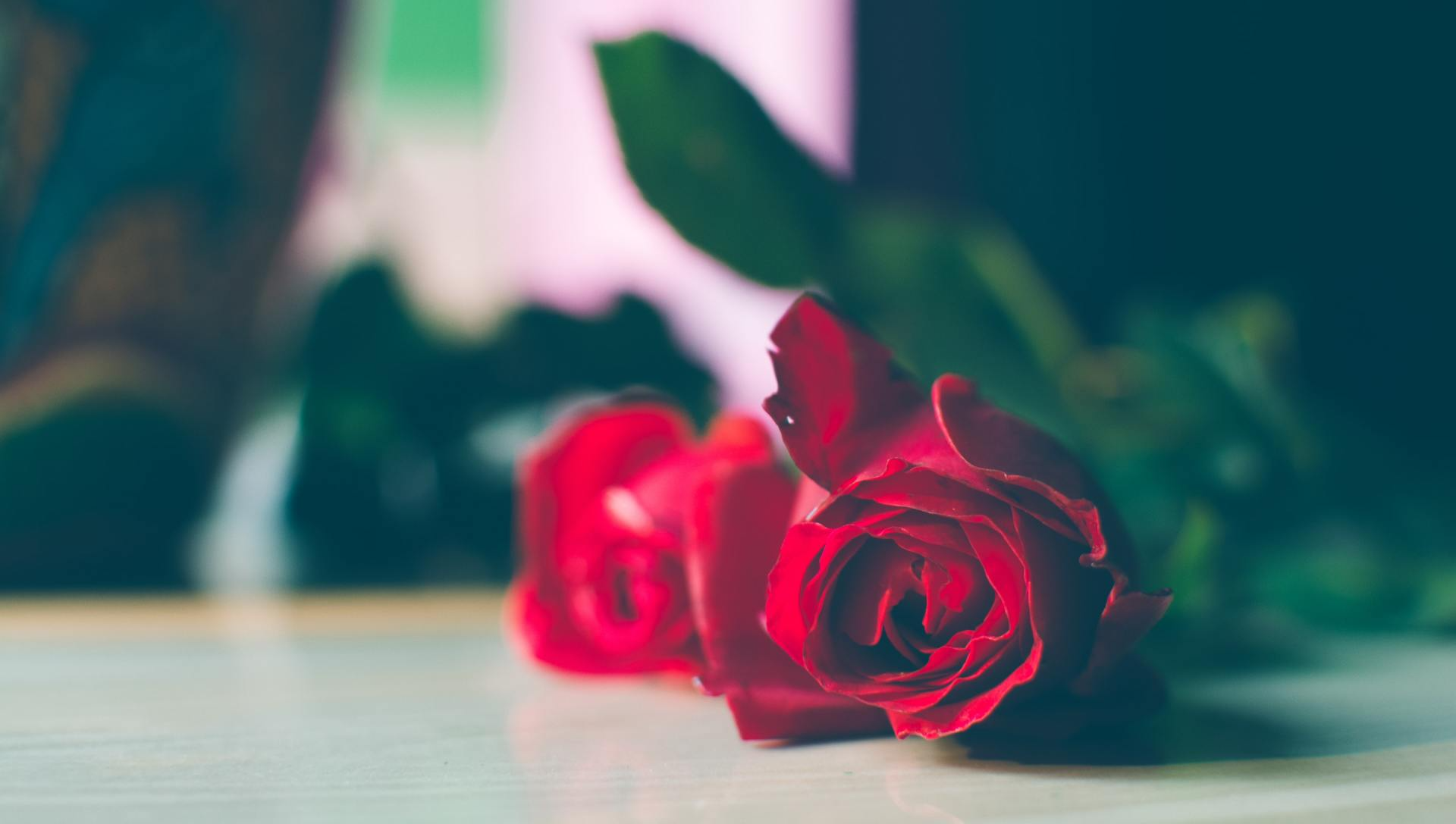 Roses Laid Atop Casket