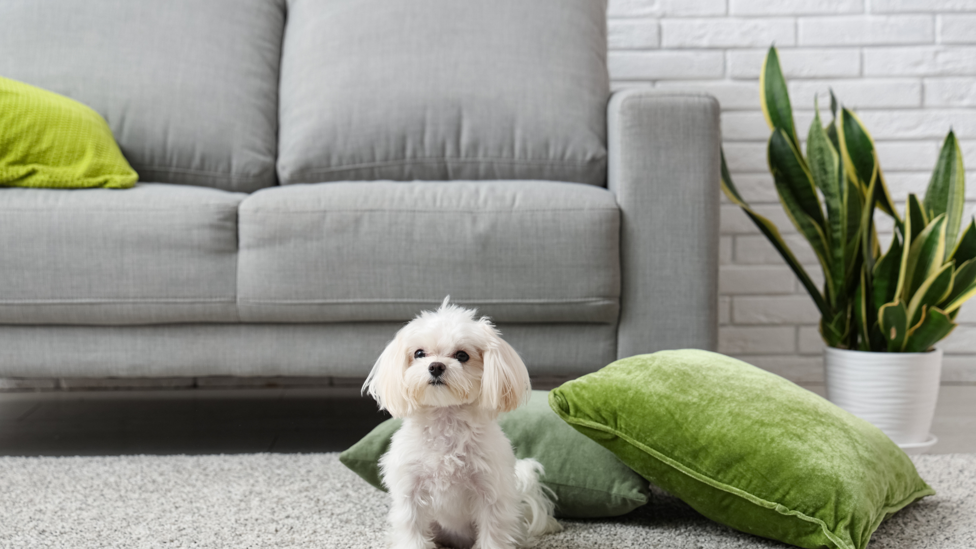 Small white dog sitting on carpet in front of a gray sofa with green pillows and a potted plant