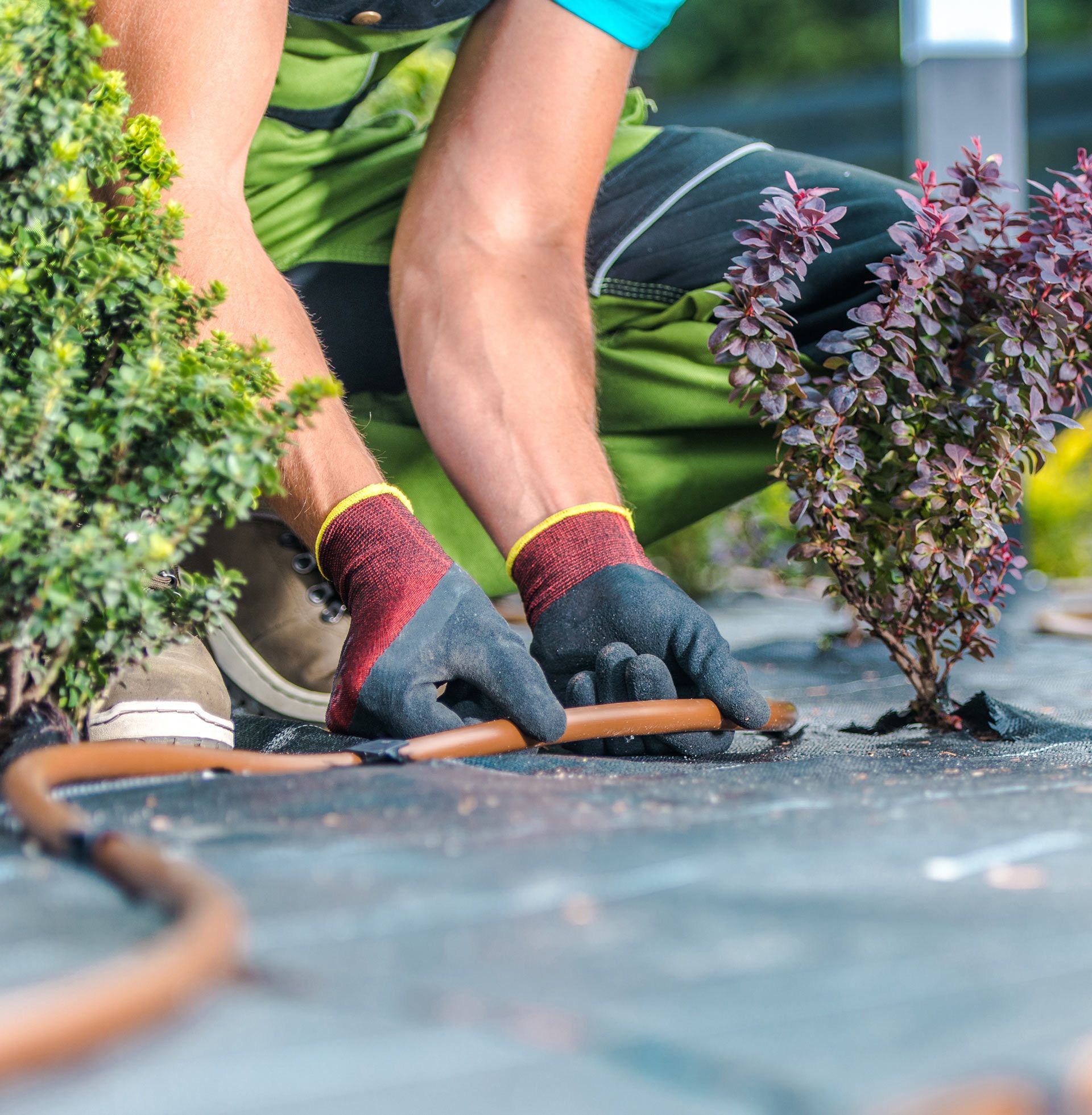 Emergency Tree Services