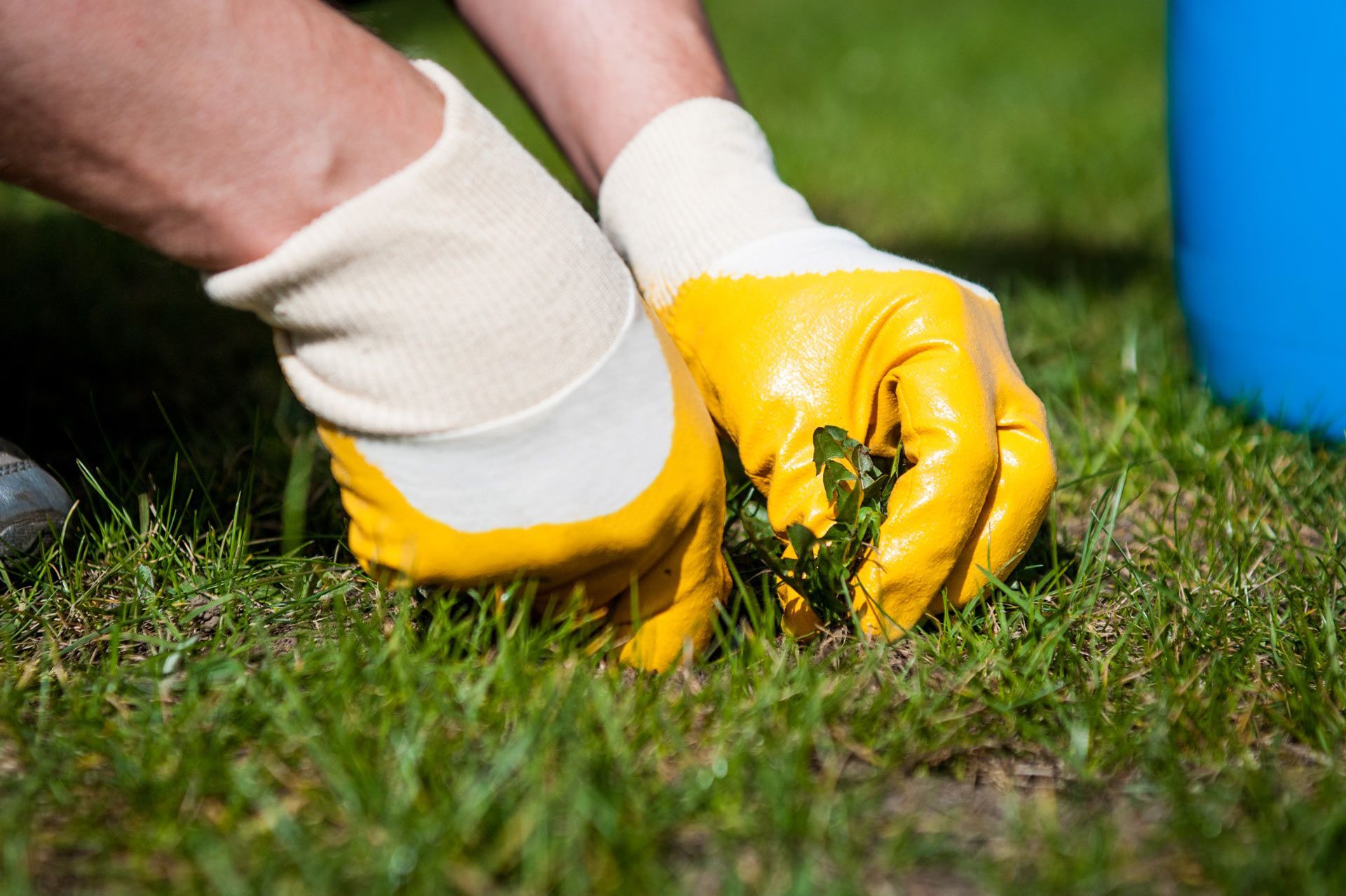  Fertilization, Weed & Pest Control Services