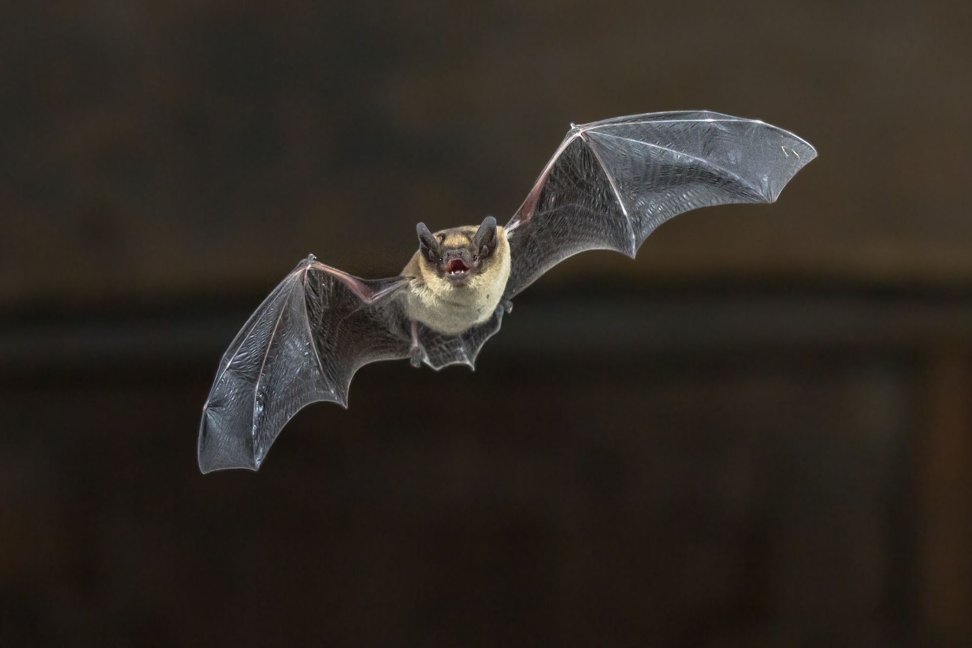 A flying bat.