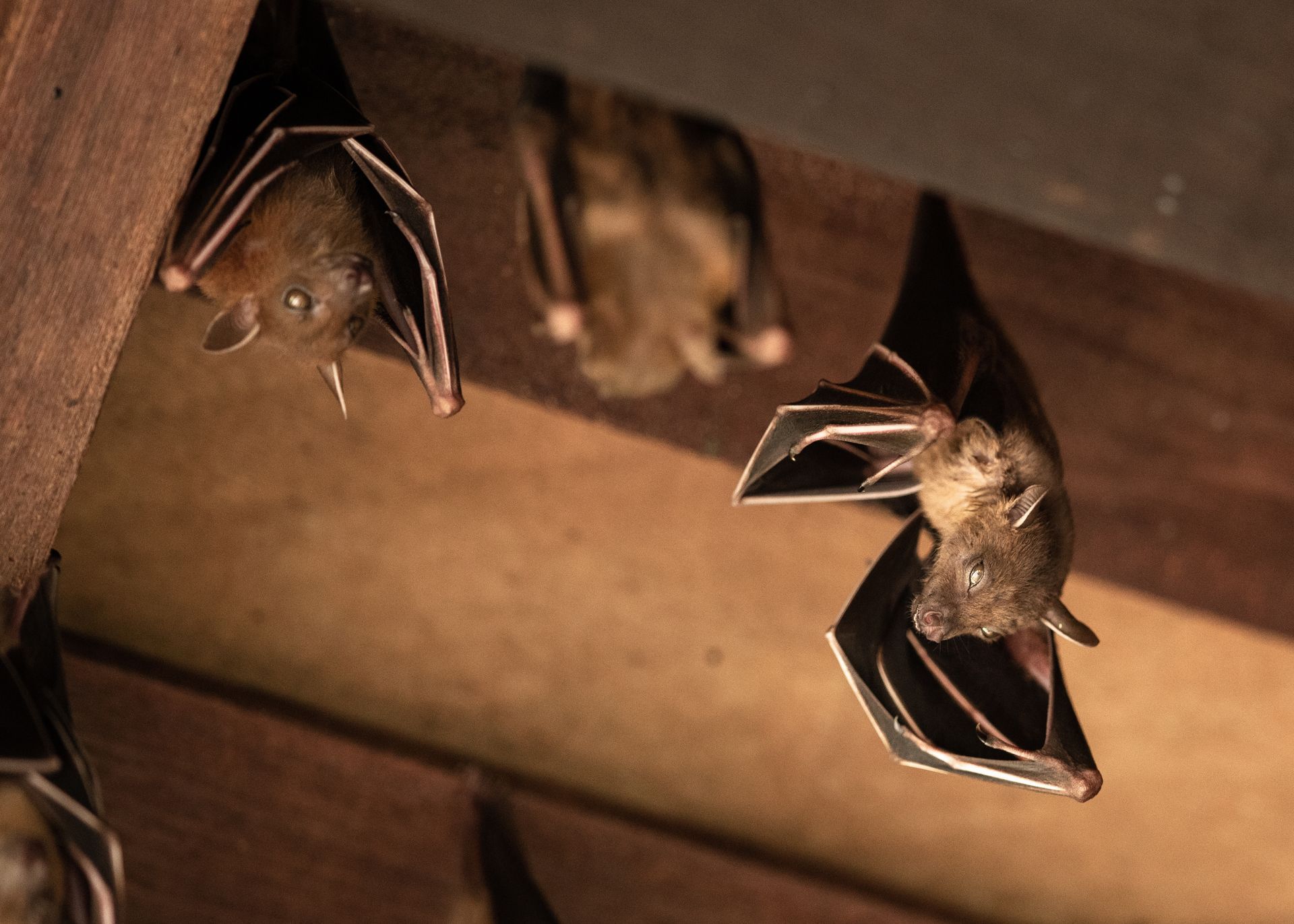 Bats hanging from wooden attic rafters.