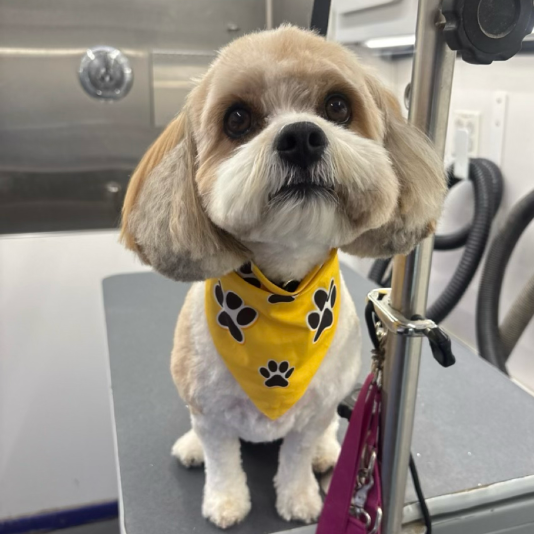 After grooming