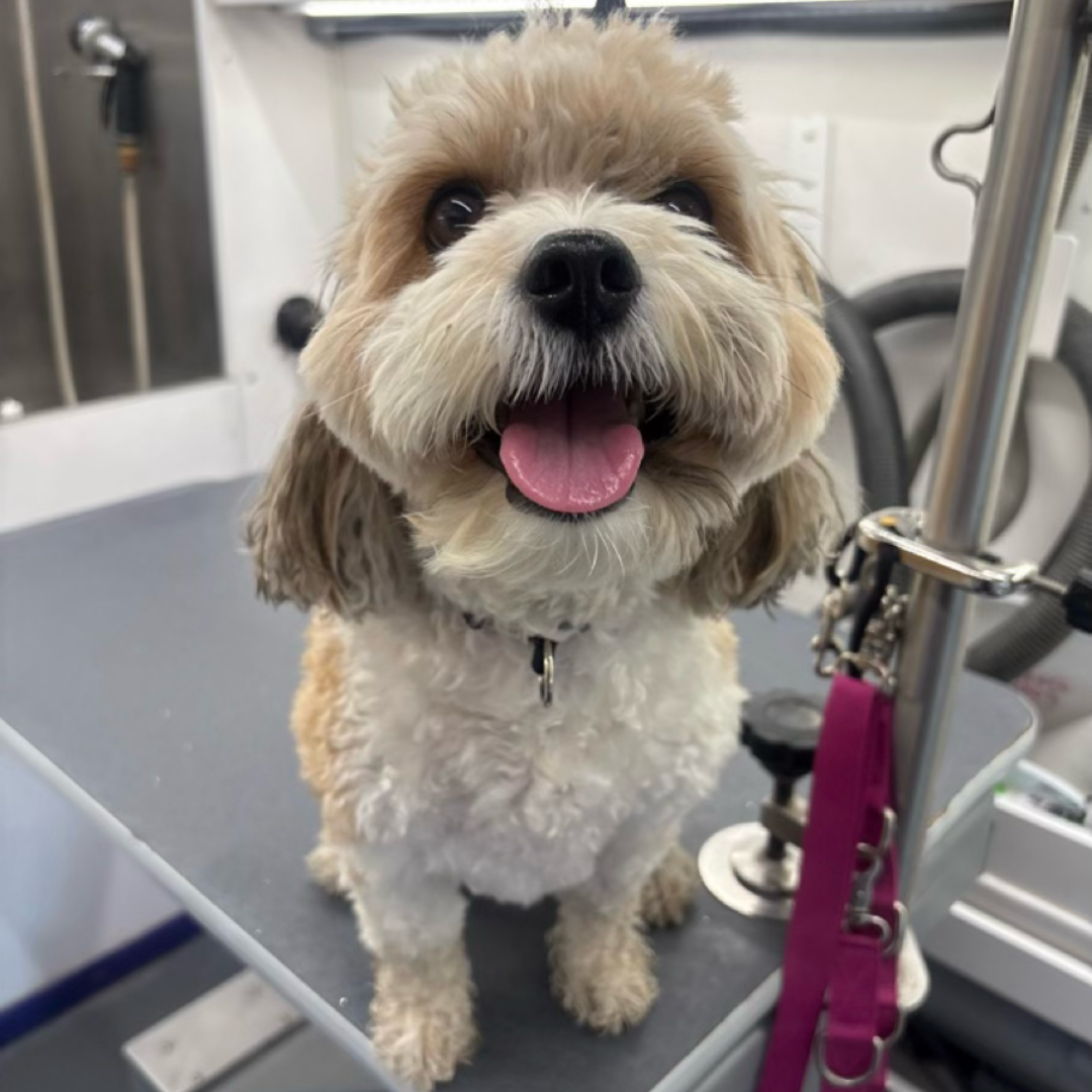 Before grooming