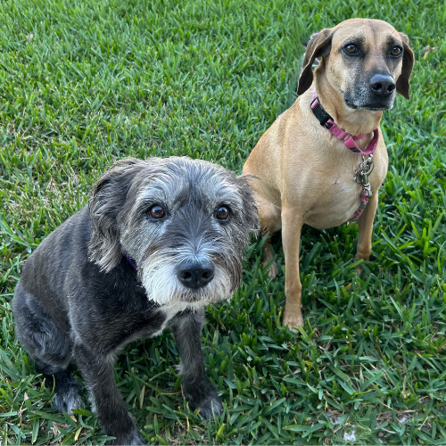 Two dogs are sitting next to each other in the grass.
