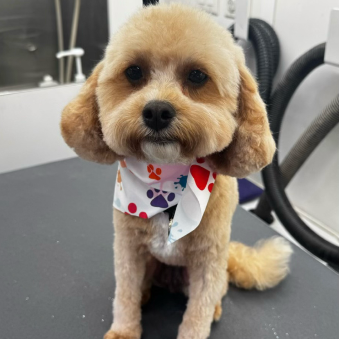After grooming