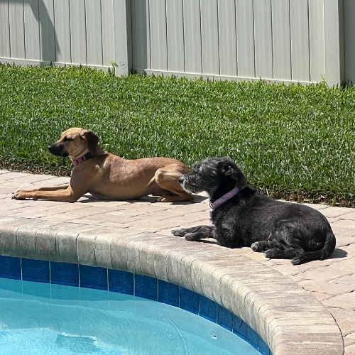 Two dogs are laying on the edge of a pool