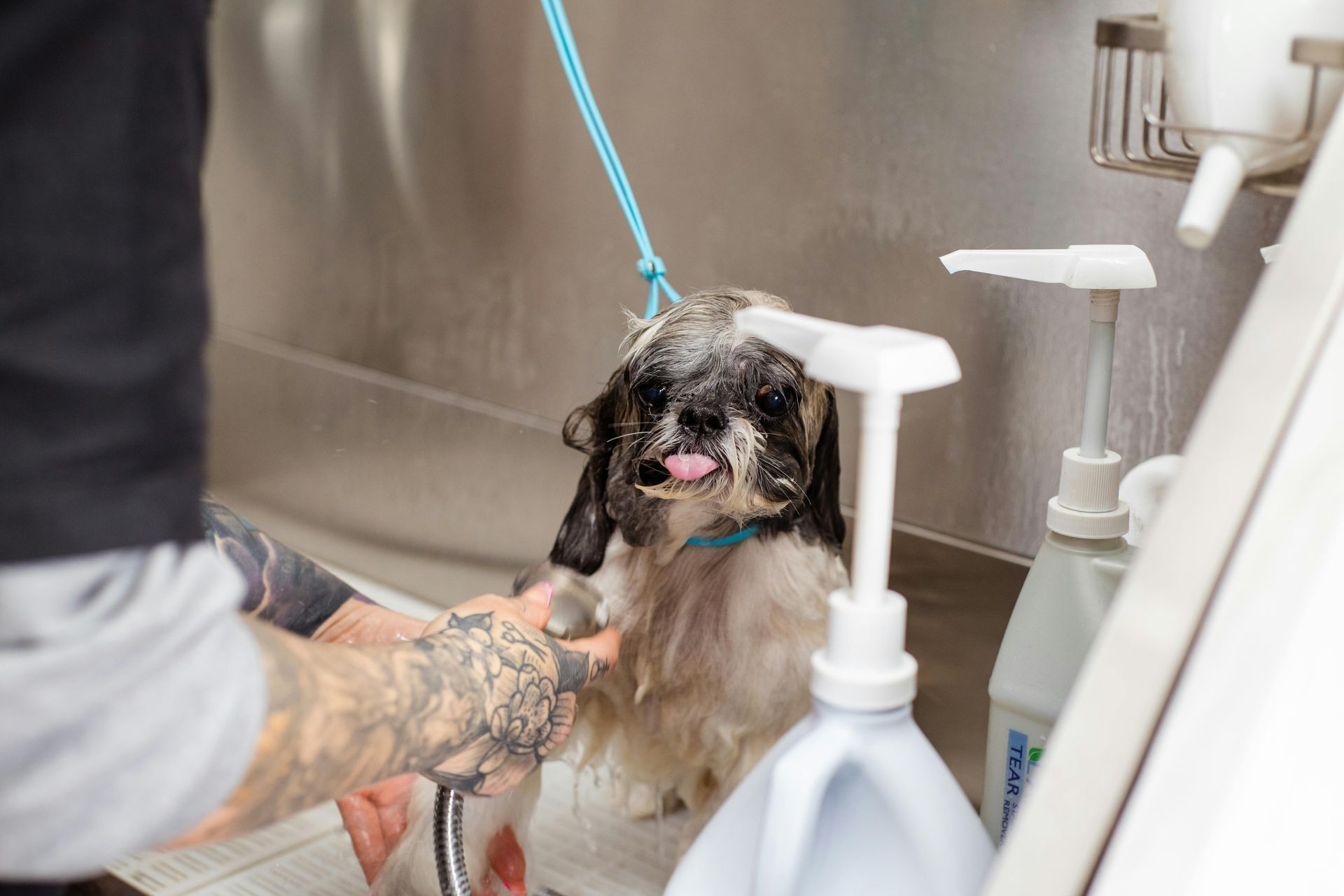 A man is washing a small dog in a sink.