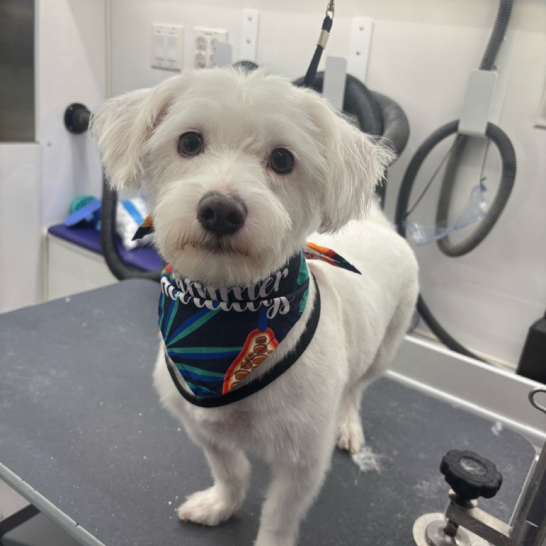 A small white dog wearing a bandana is standing on a table after his groom.