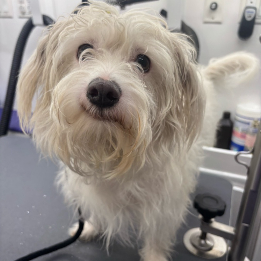 A small white dog is standing on a grooming table and looking at the camera before his groom.