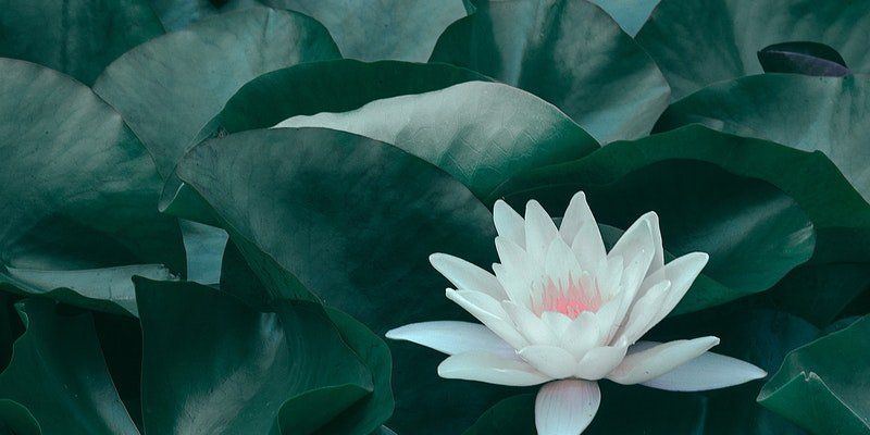 cremation service in Mokena, IL