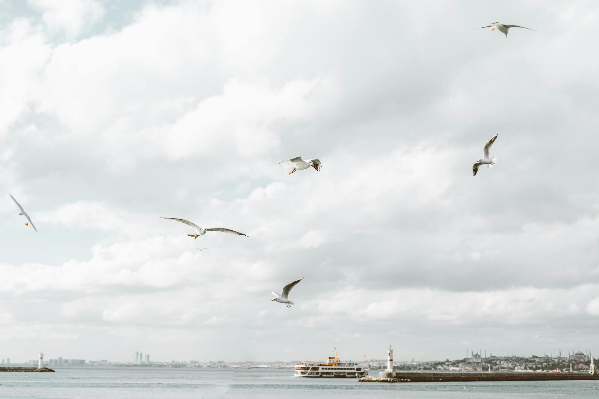 A flock of seagulls are flying over a body of water.