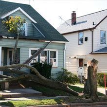 Local Tree Removal & Grinding Services