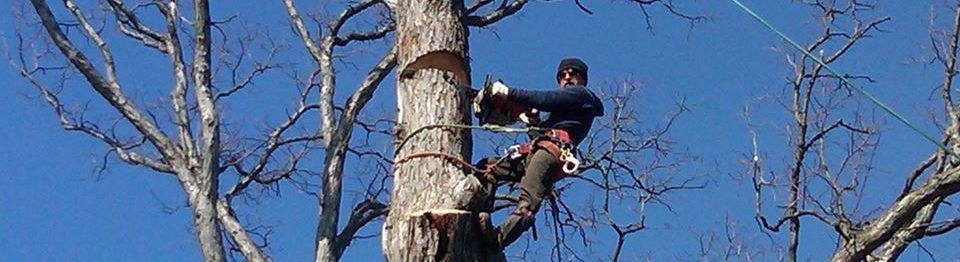 Spring Tree Maintenance