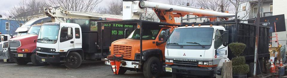 Five Top Tree Care Tips for Summer