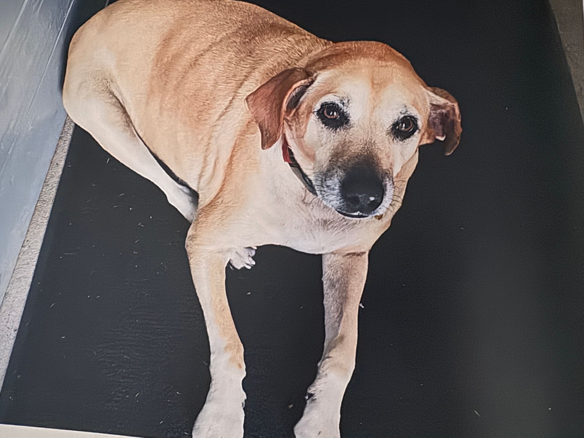 Lexi at Crow's Garage in Williamsburg, VA