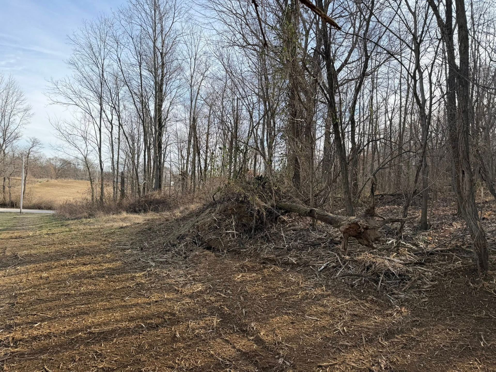 Wooded clearing with bare trees, brown ground, and a small pile of brush in the center