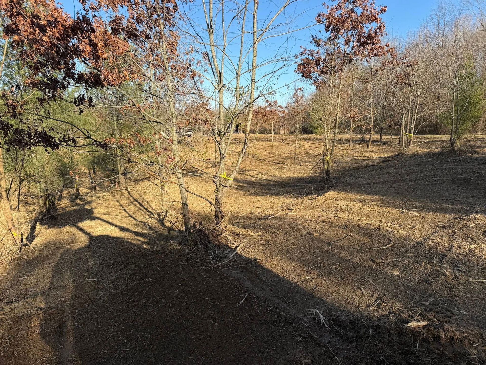 Leaf-covered park with bare trees and long shadows on a sunny autumn day