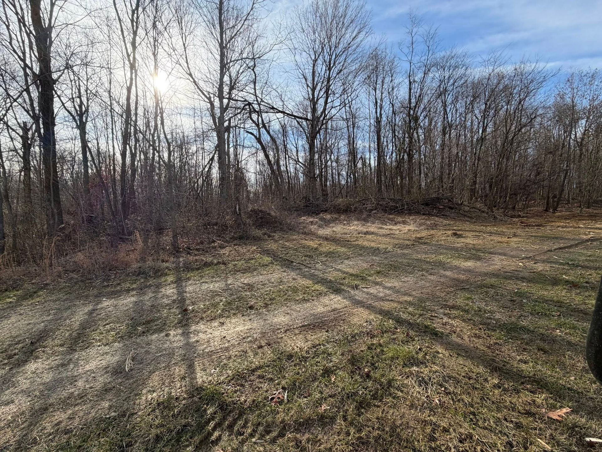 Sunlit grassy clearing beside leafless trees under a blue sky
