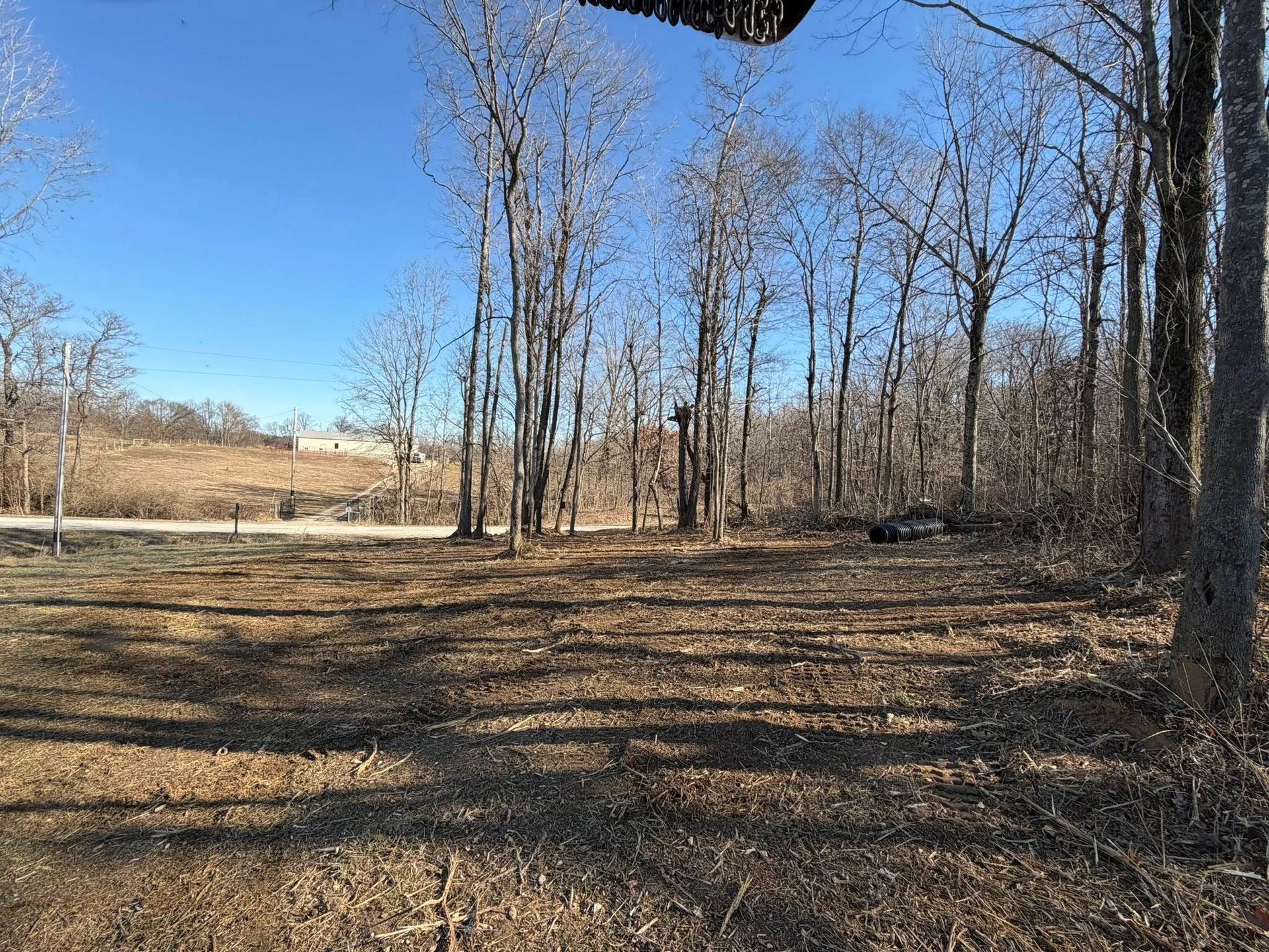 Leafless woods with bare trees and a dirt path under a clear blue sky