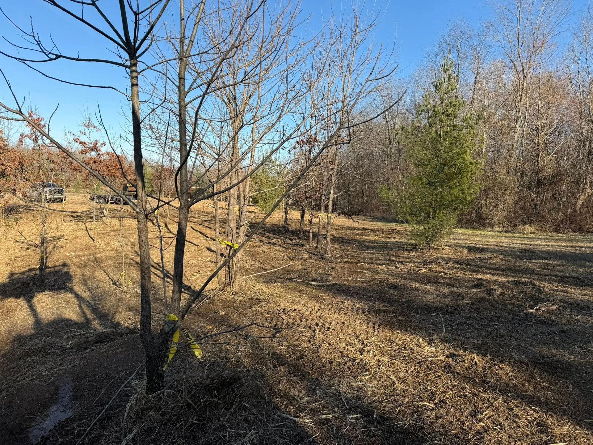 Leafless trees in a dry field under a clear blue sky, with a small evergreen on the right.