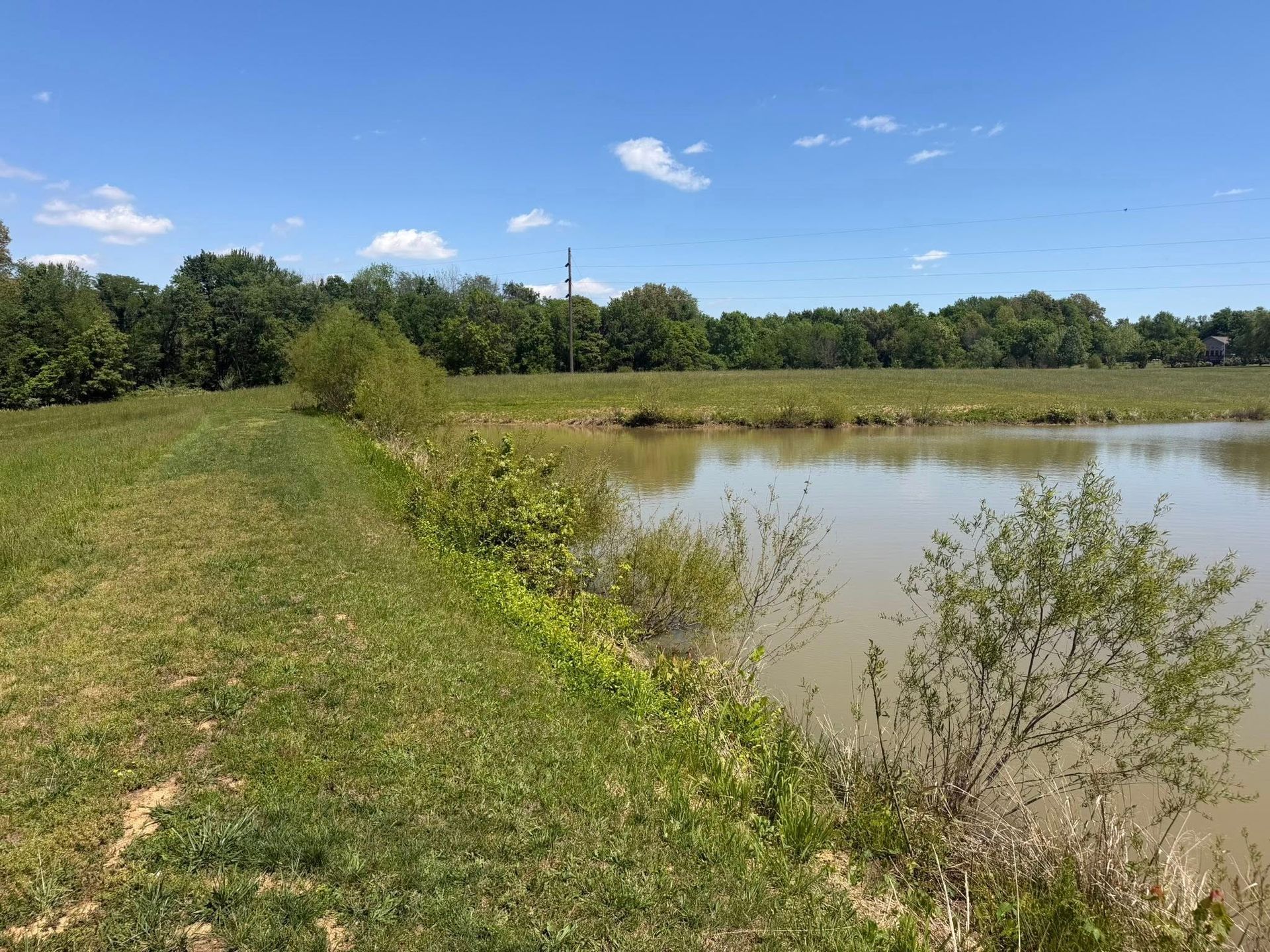 Grassy path beside a muddy pond under a blue sky with trees in the background