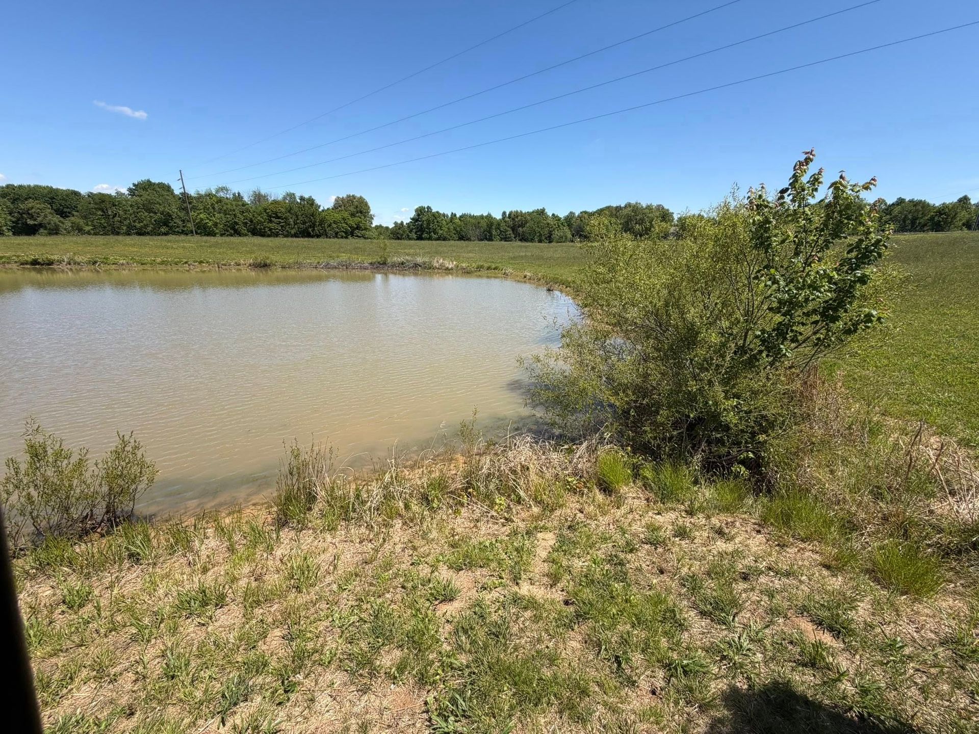 Small pond beside a grassy field under a clear blue sky, with shrubs in the foreground