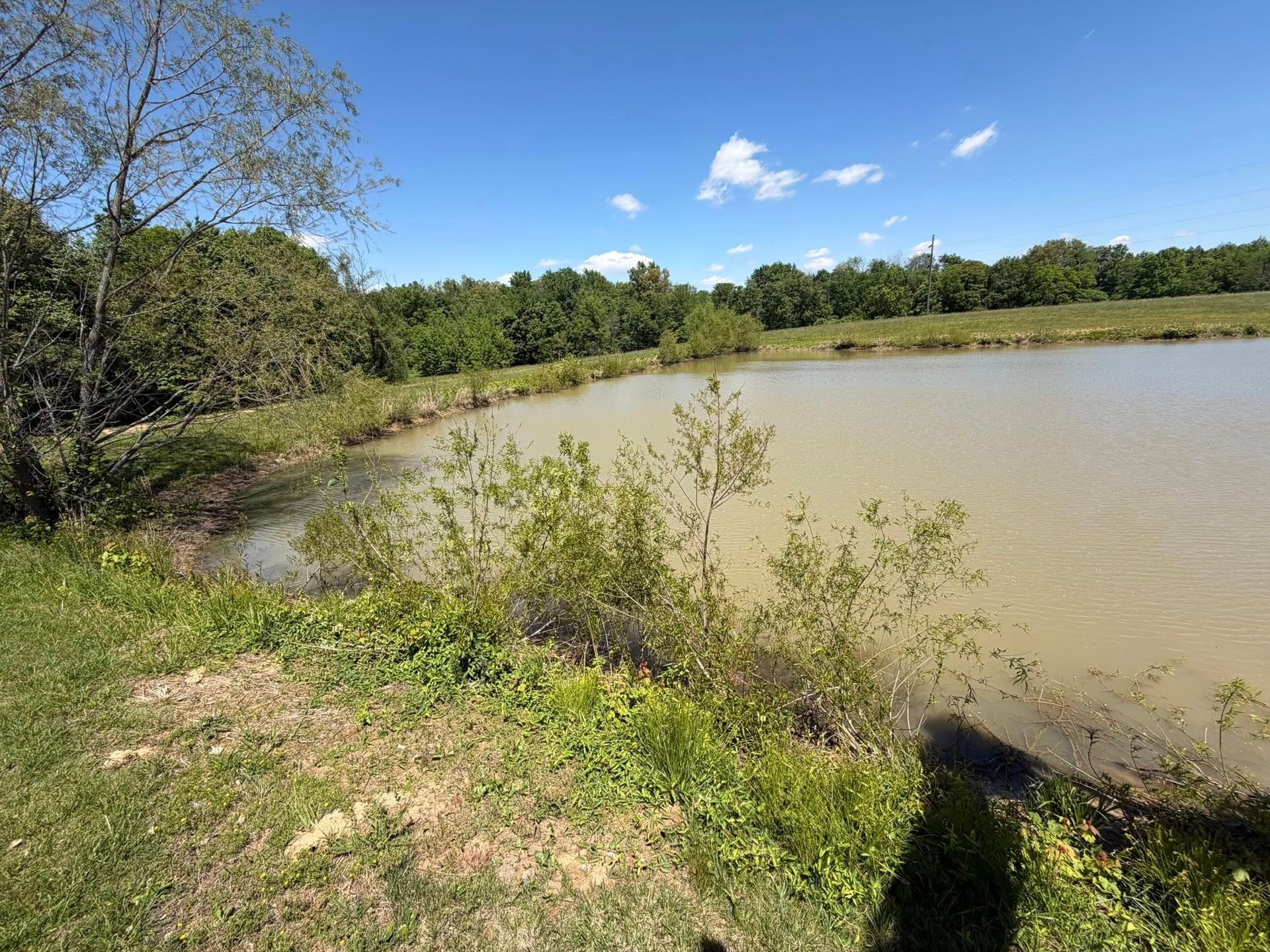 Small muddy pond with grassy shore, trees, blue sky, and a shadow in the foreground