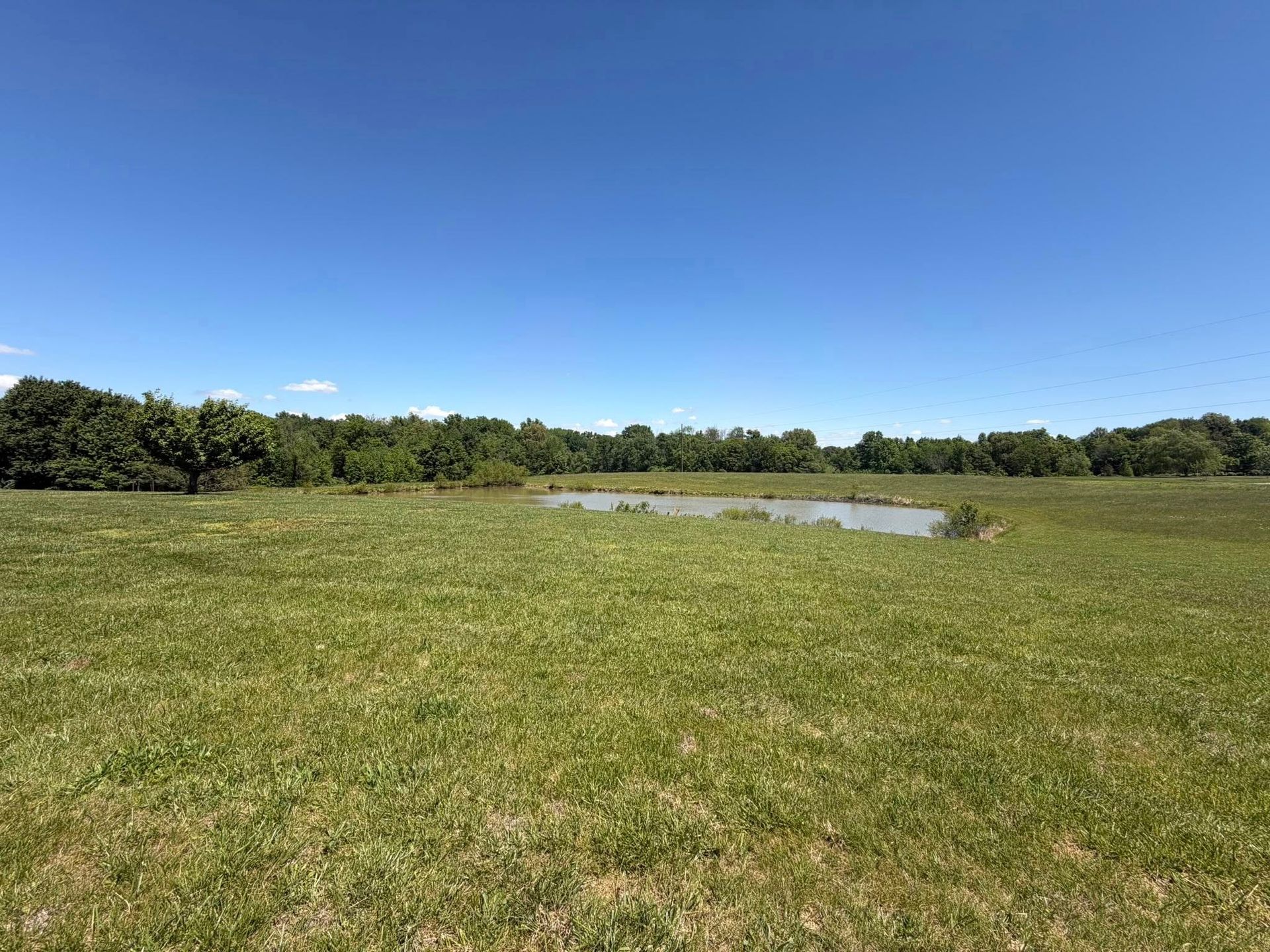 Grassy field with a small pond under a clear blue sky, bordered by trees