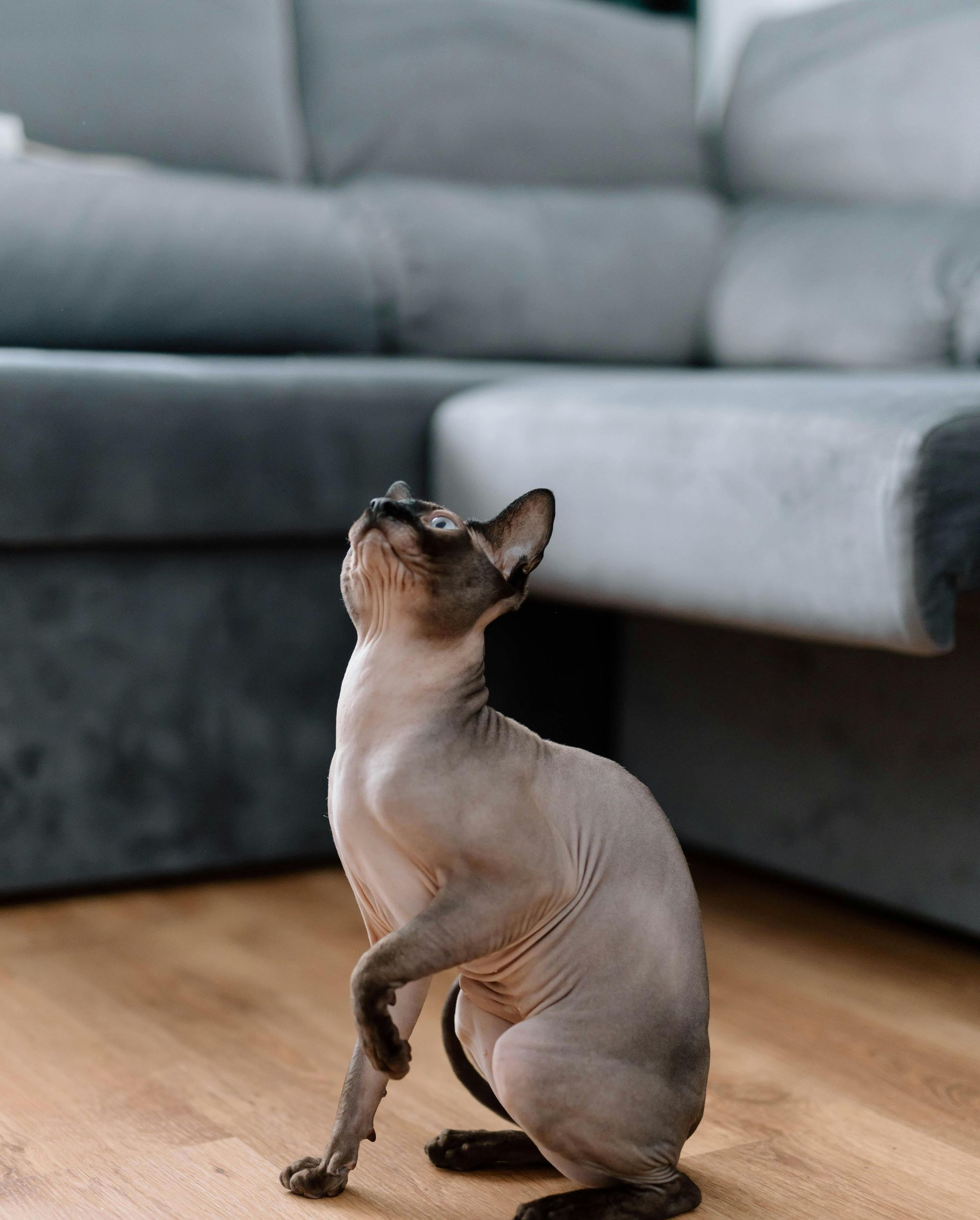 Gatto siamese che guarda verso l'alto, seduto sul pavimento di legno accanto a un divano grigio.