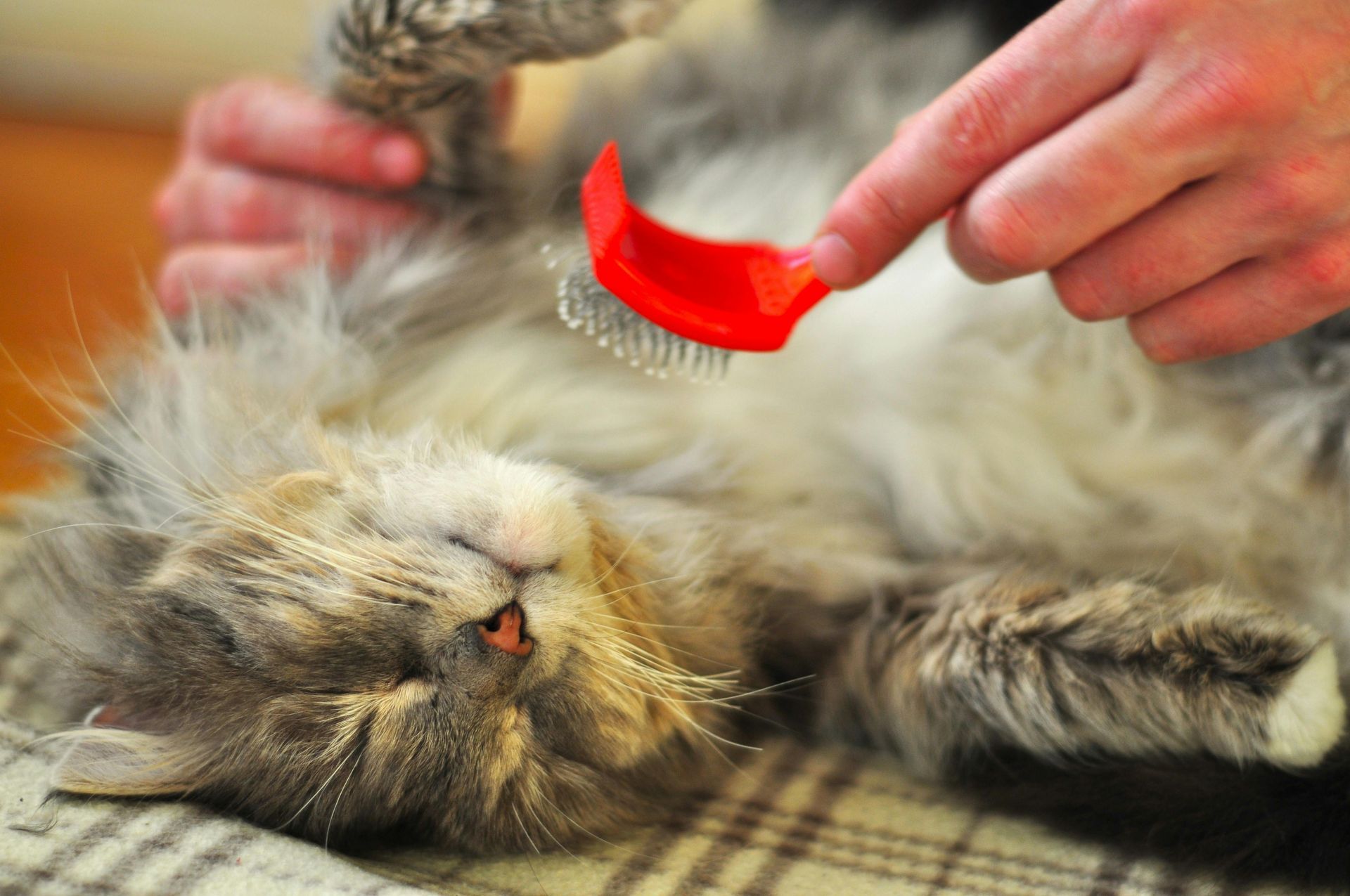 Persona che spazzola un gatto grigio sdraiato sulla schiena, con espressione soddisfatta.