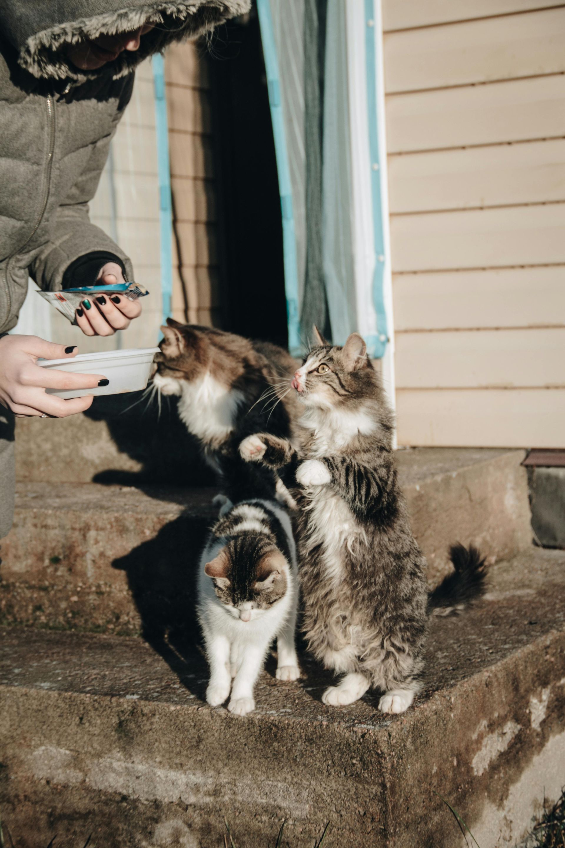 Persona che dà da mangiare a tre gatti sui gradini di una veranda. Un gatto si alza e allunga la mano per prendere il cibo.
