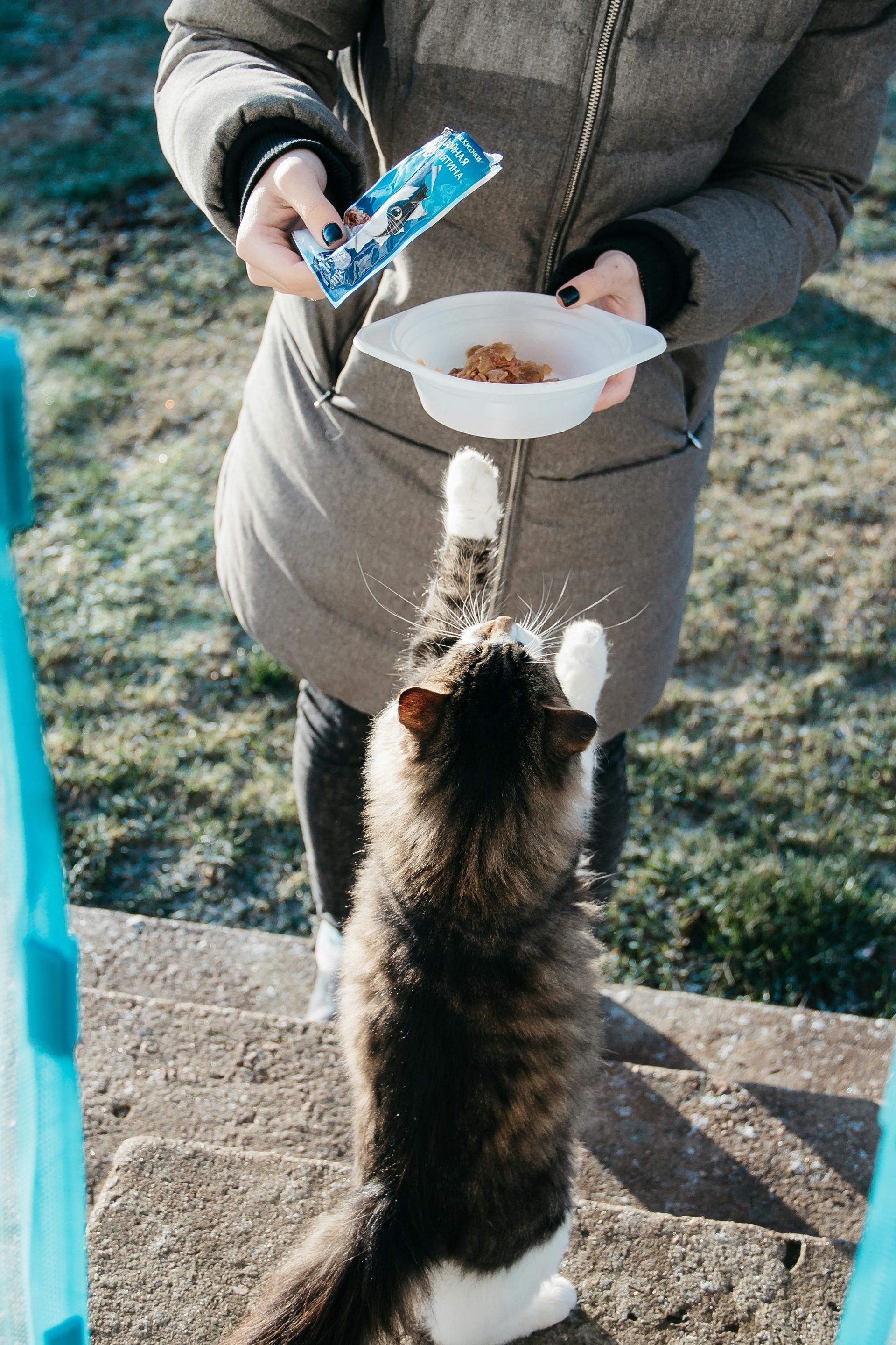 Persona con cappotto che dà da mangiare a un gatto sui gradini. Il gatto prende il cibo da una ciotola.