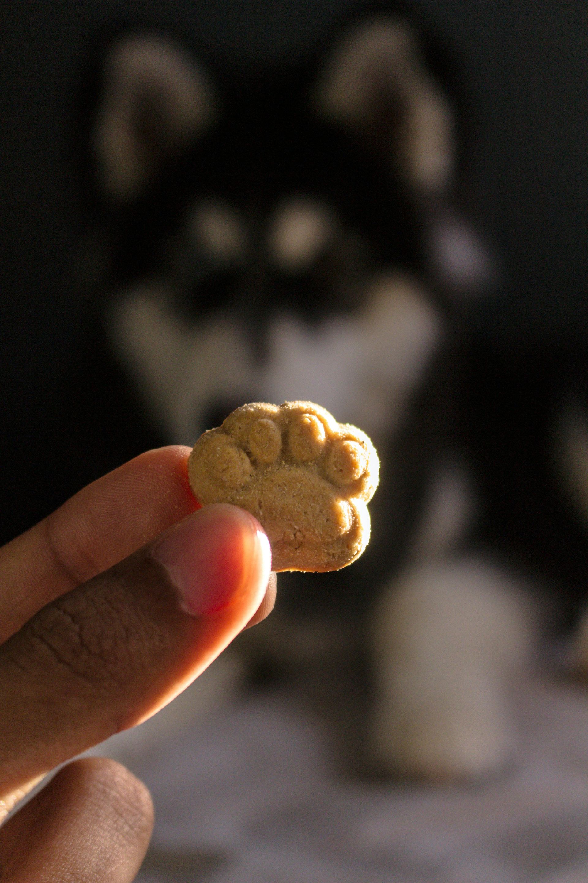 Mano che tiene un bocconcino a forma di zampa per cani, con un cane sfocato in bianco e nero sullo sfondo.