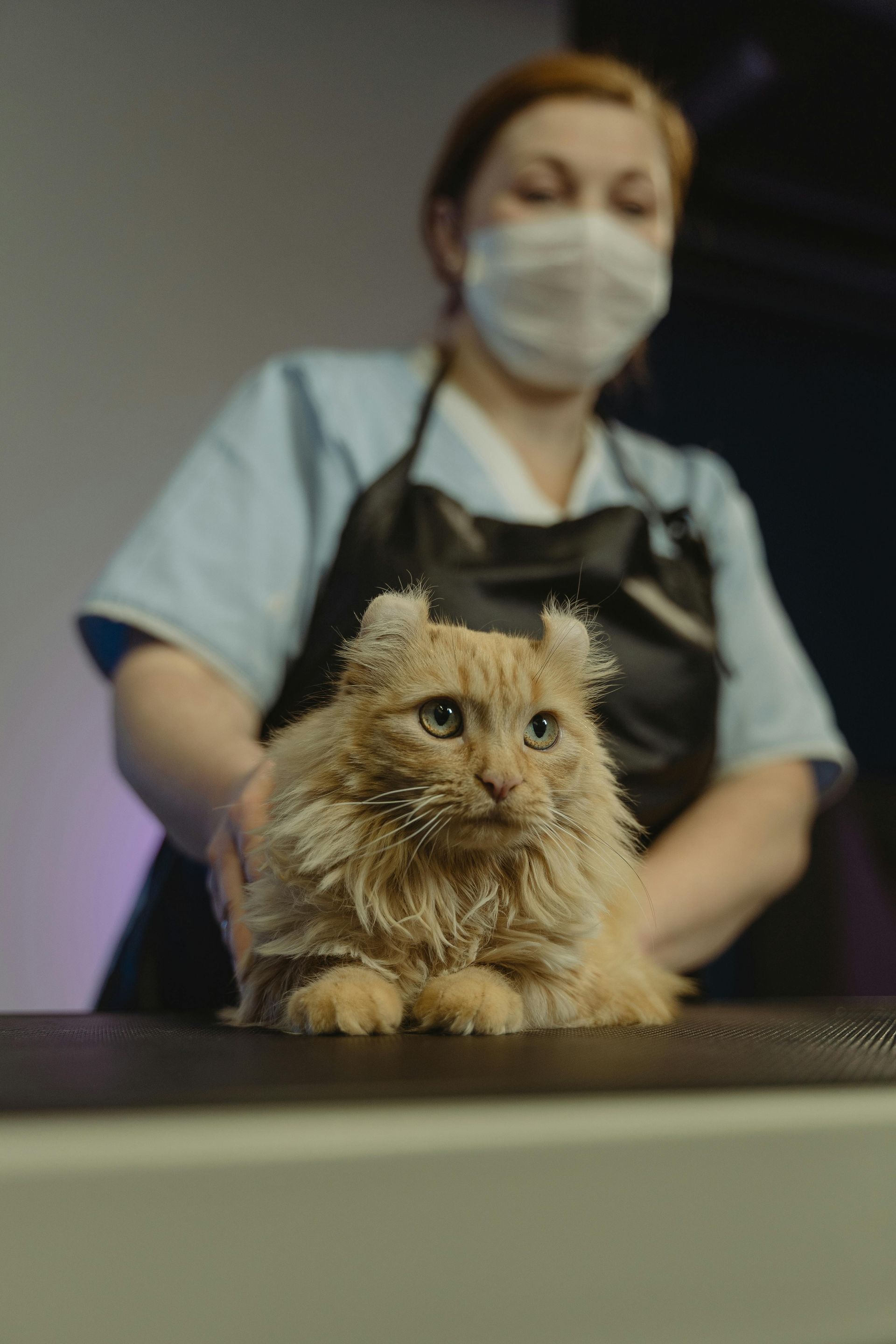 Gatto arancione dal pelo riccio tenuto in braccio da una persona che indossa una mascherina medica e un camice azzurro.
