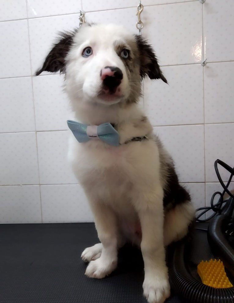 Un cane con gli occhi azzurri e un papillon azzurro è seduto su un tavolo da toelettatura.