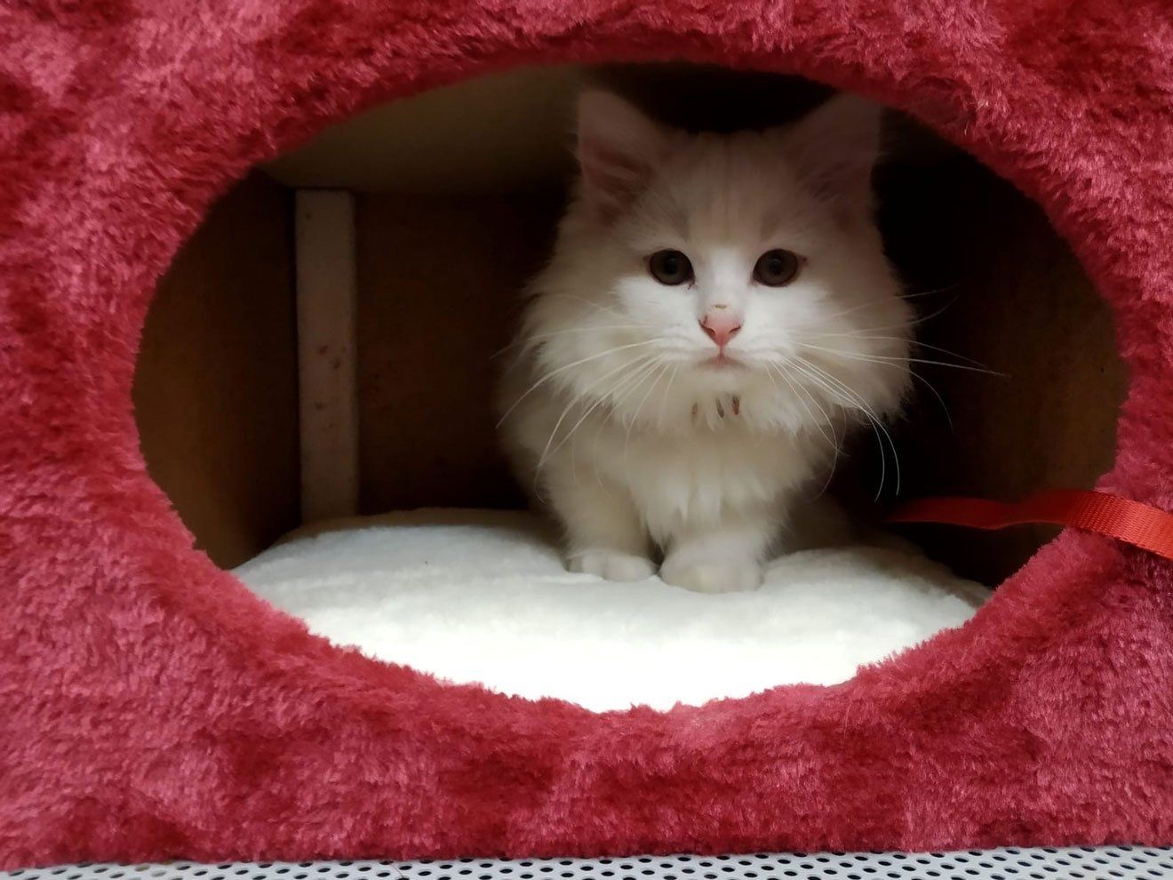 Un gatto bianco e soffice seduto in una cuccia rossa con un cuscino bianco.