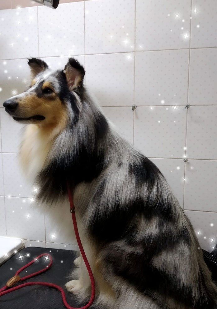Un Collie blu merle è seduto, guardando a sinistra. Ha il pelo lungo, un guinzaglio rosso e si siede vicino a un muro piastrellato bianco.