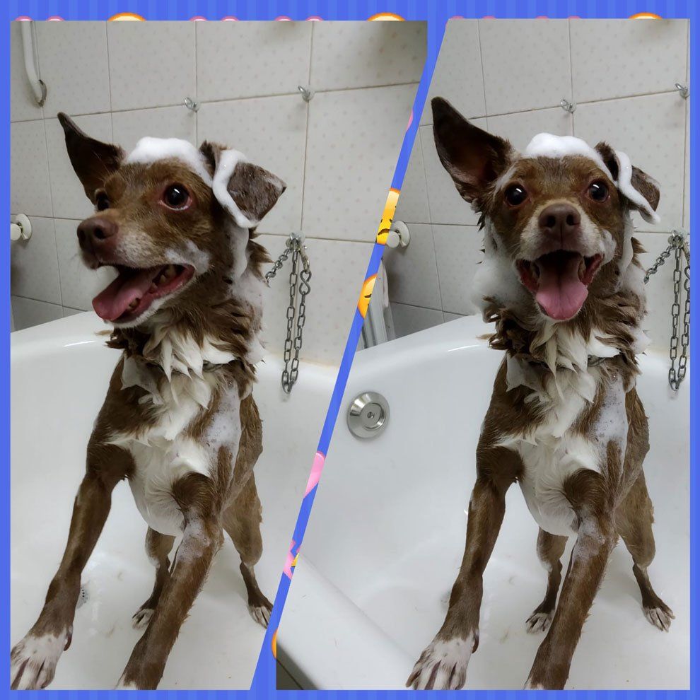 Due foto di un cane marrone in una vasca da bagno, ricoperto di bolle di sapone, con la bocca aperta e un'aria felice.