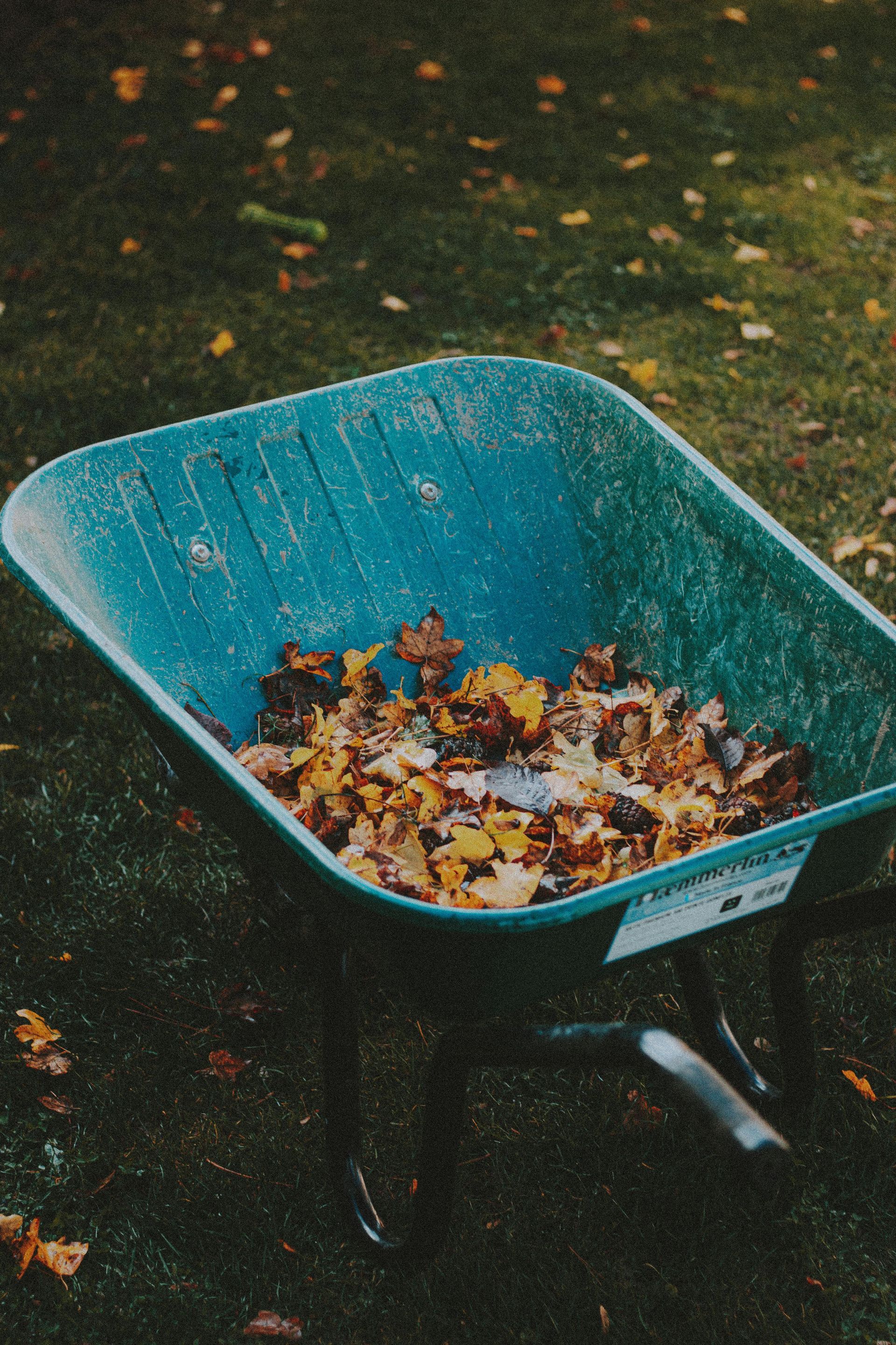 A teal wheelbarrow filled with colorful fallen leaves sits on a green lawn.