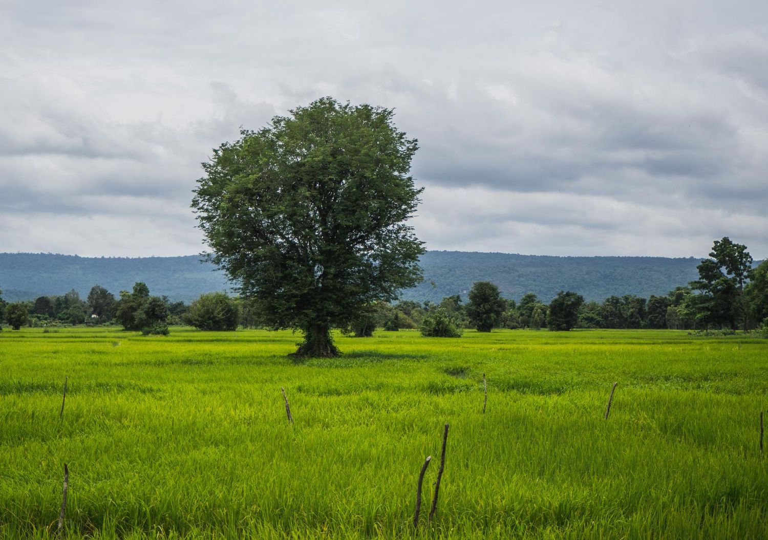 Lush green rice field with a large tree under a cloudy sky. Mountain in the distance.