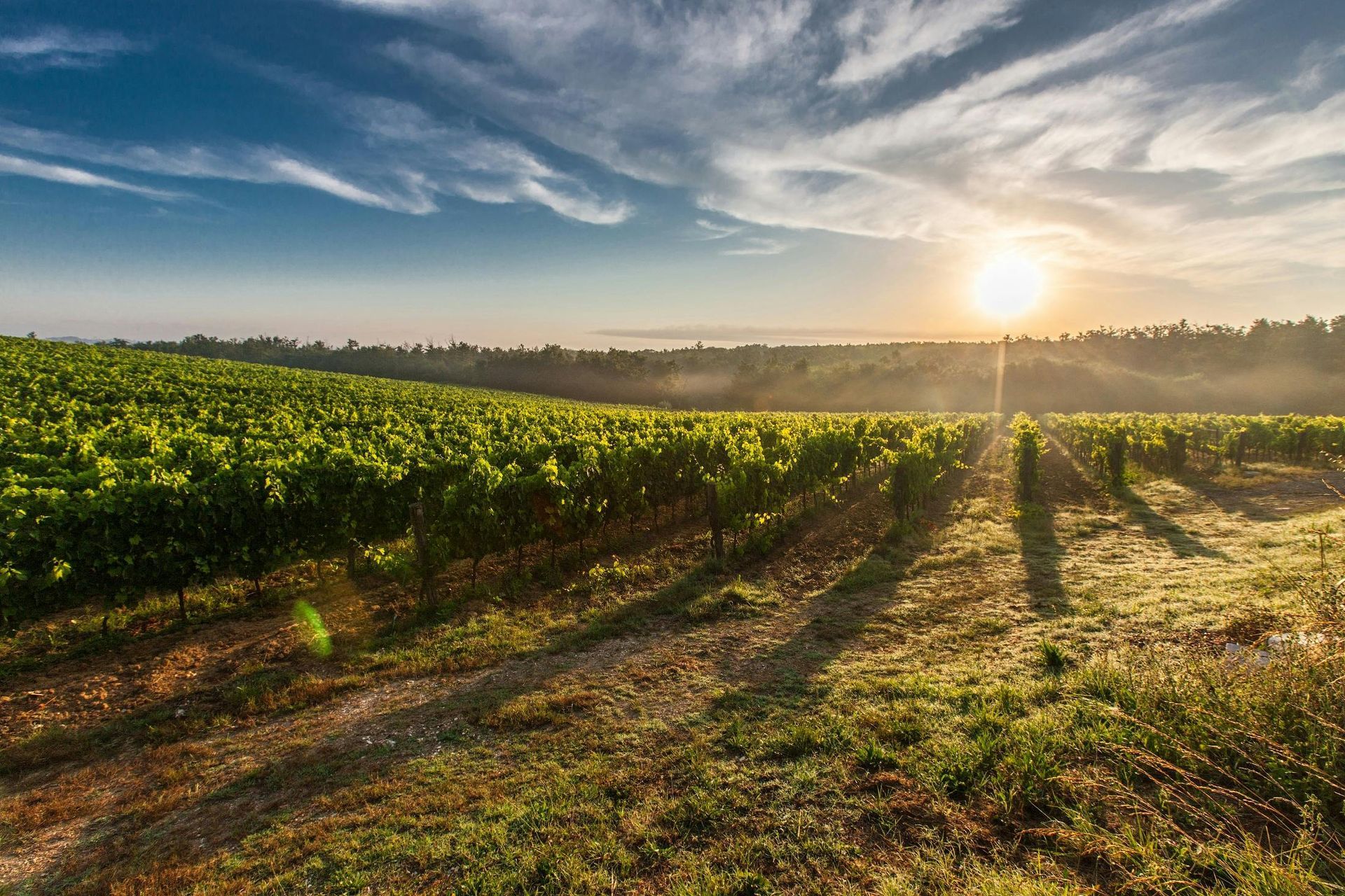 Vineyard at sunrise with rows of green vines, golden light, and blue sky.